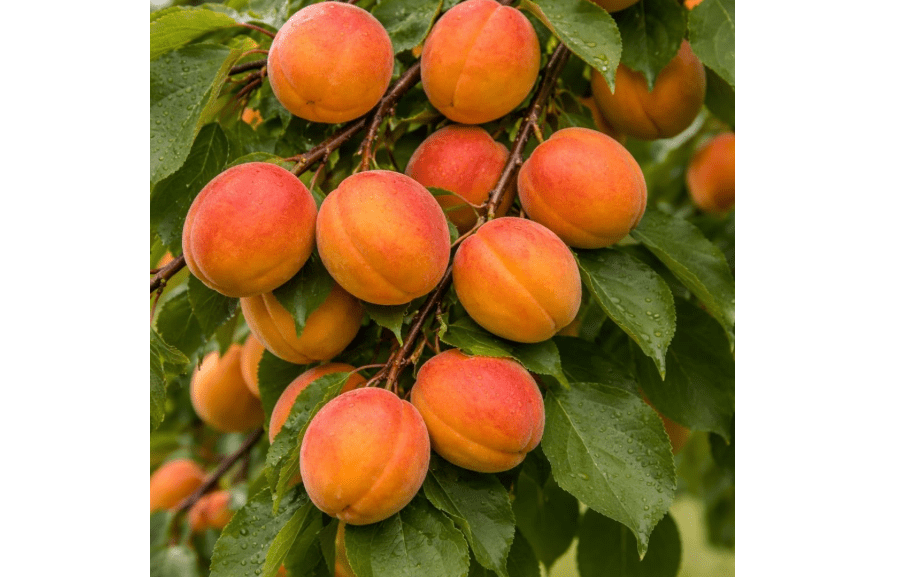 Apricot Tree (Prunus armeniaca) Live Fruit Tree | Sweet, Juicy Homegrown Apricots | Fast-Growing Edible Garden Tree
