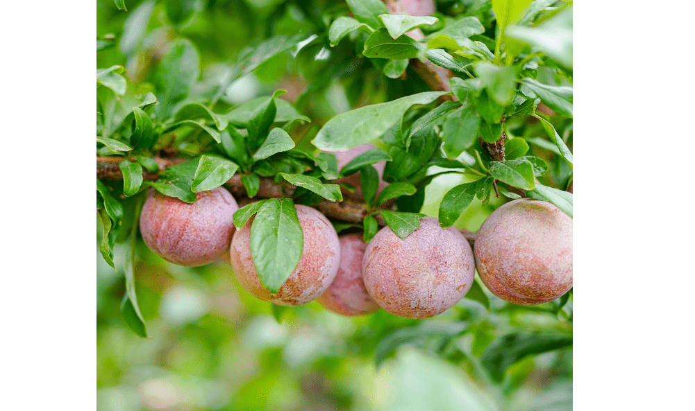 Apricot Plum Tree, Reliable, High-Yielding Plum with Exceptional Flavor, 2-3 ft Tree Height, 5 gal. Grower Pot (Due to Agricultural Laws, we Canno