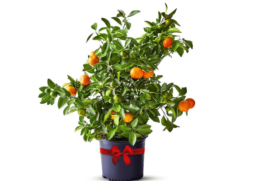 Calamondin Tree Live Plant 13-22" Tall, 1 Gallon Pot by Via Citrus | Florida Grown Indoor Lemon Tree Outdoor Citrus Fruit Tree Blooms Orange Fruit Home