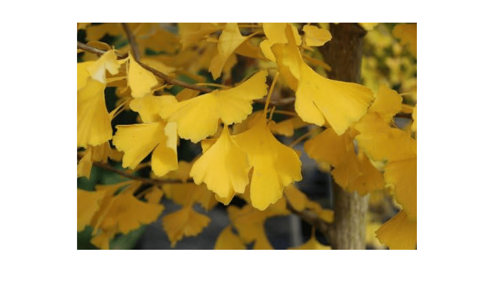 Ginkgo Biloba Autumn Gold 1 - Year Graft