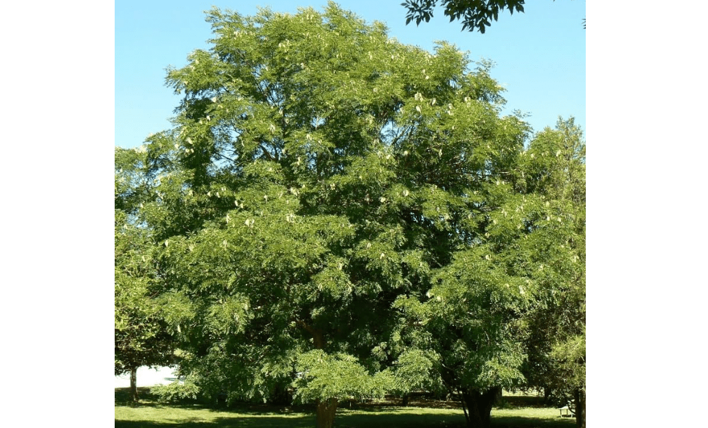 
Gymnocladus dioicus (Kentucky Coffee Tree) Tree Seeds, Hardy and Adaptable, Greenish-White Flowers, Seeds by MySeeds.Co, You Choose
