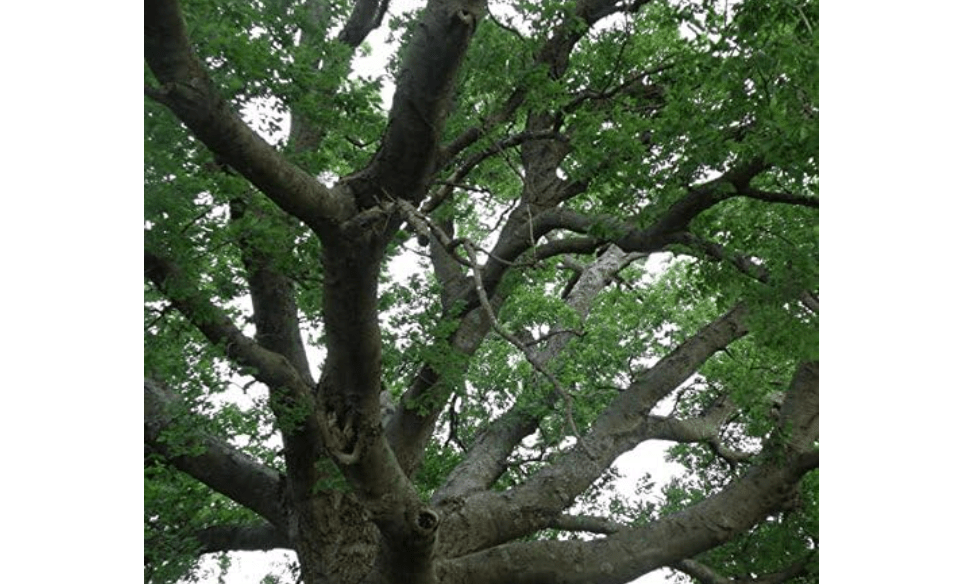 
Hackberry Tree Seeds (Celtis occidentalis) Packet of 5 Seeds | Also called Common Hackberry; woody perennial; USDA zones