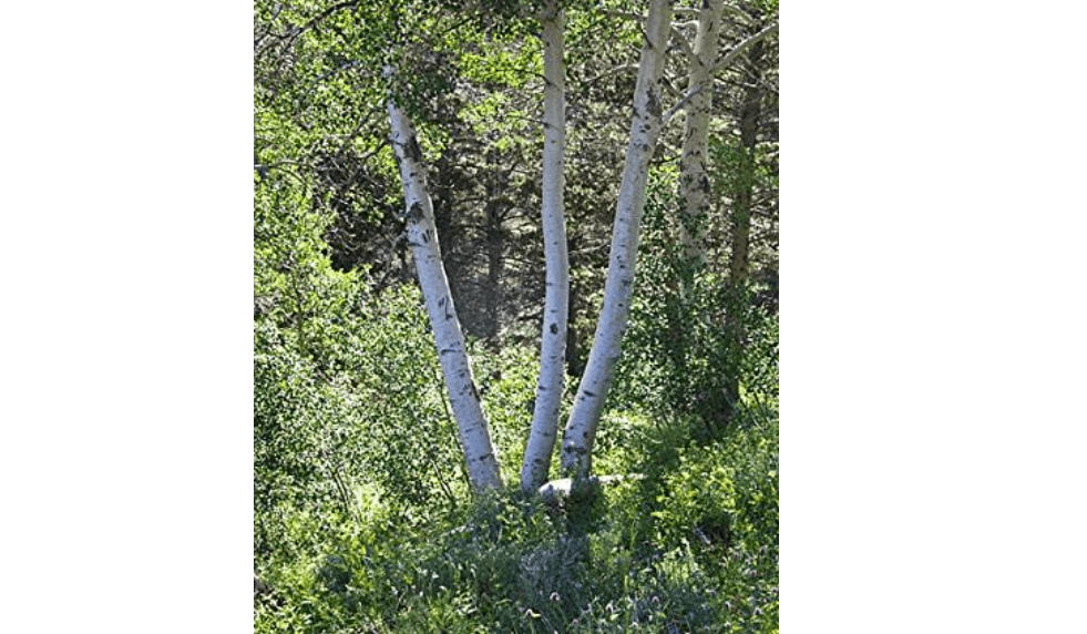
Populus tremuloides: Quaking Aspen Seeds