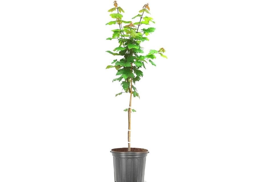 
The Maple Autumn Blaze Tree, Vibrant Fall Foliage, Fast Growing, Drought Tolerance, 1 gal, Nursery Pot (Due to Agricultural Laws, we are Unable to Ship