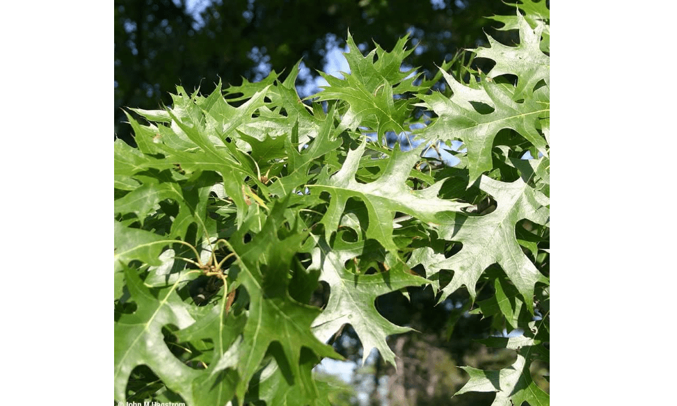 Pin Oak Trees for Planting | Live Tree Seedlings| (3 Trees) No Ship to California