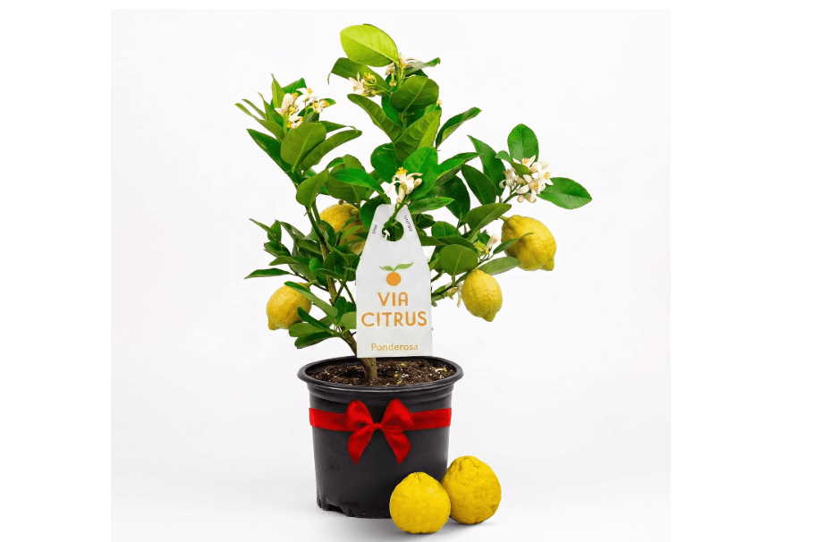 Ponderosa Lemon Tree Live Plant 13-22" Tall by Via Citrus | Florida Grown Indoor Lemon Tree Juicy Lemons 1 Gallon Pot Patio Citrus Fruit Tree Garden