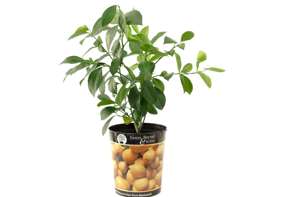 Garden State Bulb Meyer Lemon Tree, Citrus Live Plant (1 Gallon Growers Pot) Cannot