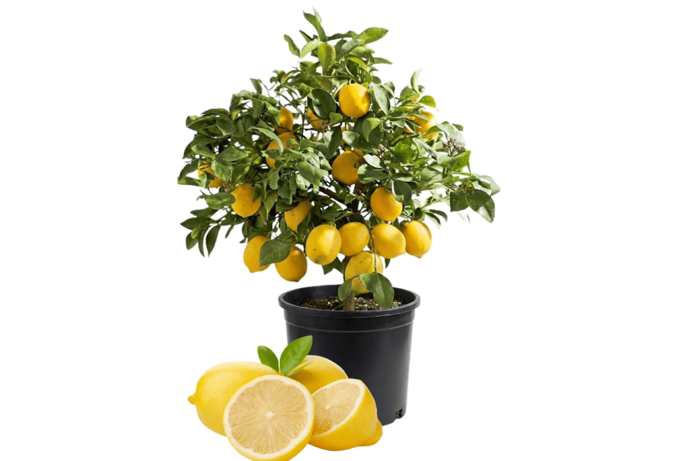 Meyer Lemon Tree Live Plant, Container Citrus Tree Plant, 3 Gallon Pot | Well-Rooted Tree, Overwinter Indoors, Backyard Orchard, Grafted Rootstock, Matures