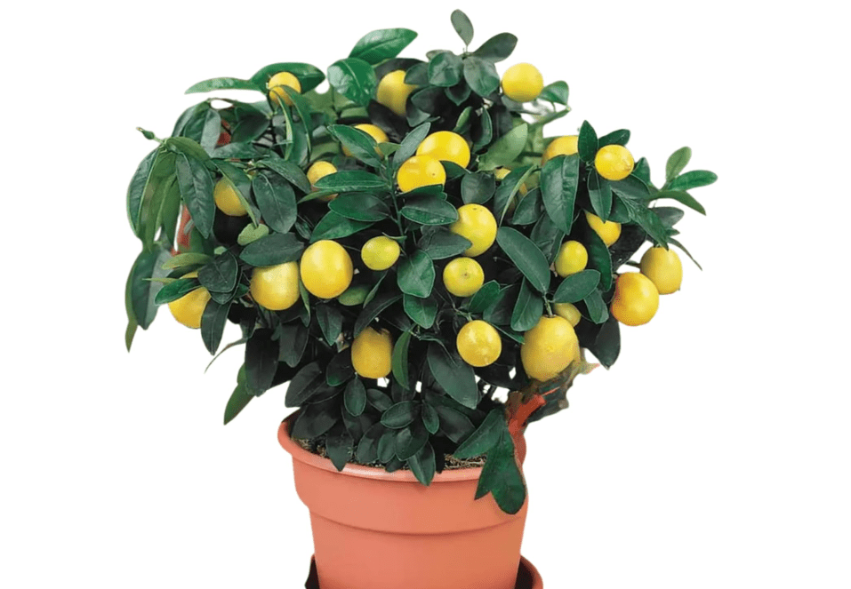 Eureka Lemon Tree Live Plant | Grafted Lemon Plants | House Plants for Beginner | Perennial Houseplants for Kitchen Indoor Outdoor Garde