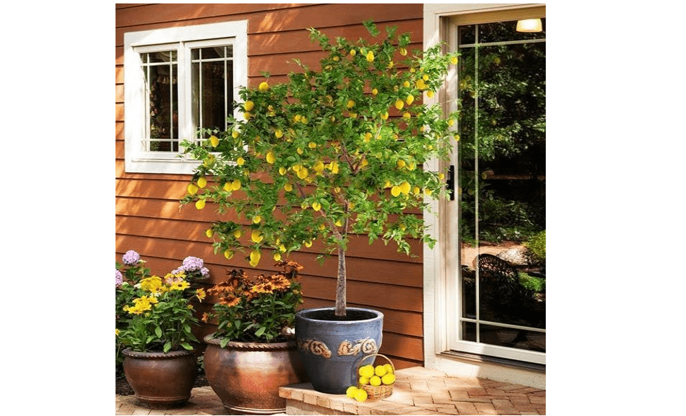 Brighter Blooms - Meyer Lemon Tree, 1-2 ft. - No Shipping