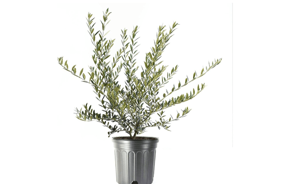 American Plant Exchange Live Arbequina Olive Tree – Real Fruiting, Edible Indoor/Outdoor Houseplant – 8-Inch Pot, Perfect for Home, Office