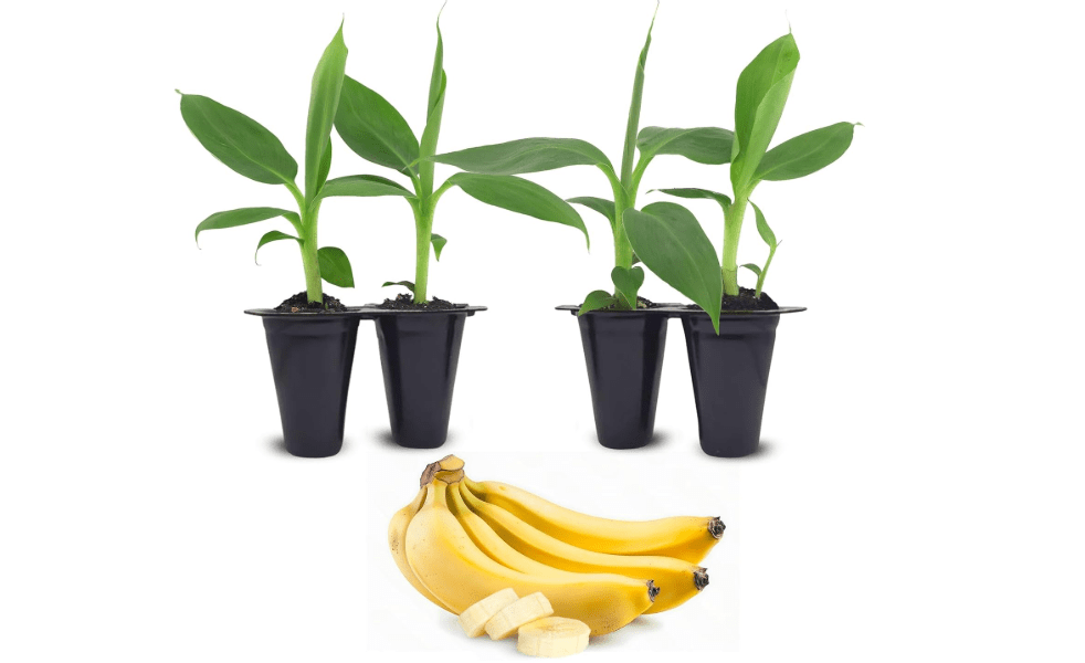 Banana Tree Dwarf Cavendish (4 Pack) Live Banana Plant for Sale | Easy to Grow Plants | Edible Fruit Plant. | Grow Your own Food on Your Edible Organic