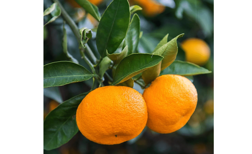 Brighter Blooms - Calamondin Orange Tree, 1-2 ft. - No Shipping