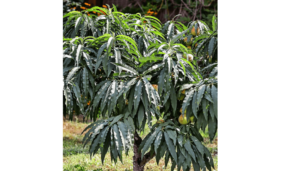 Bonanza Patio Peach Tree, Compact, Fruit Bearing, Deciduous, Self-Sufficient, 7 gal, Nursery Pot (Due to Agricultural