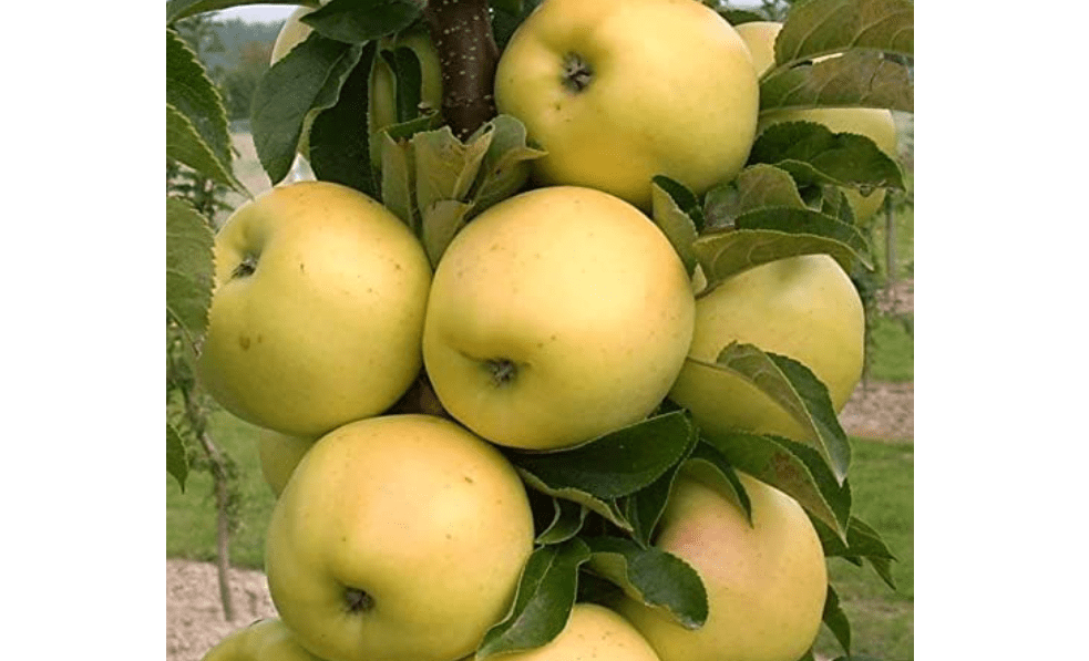6-10” Tall Golden Sentinel Columnar Apple Tree grafted, Potted
