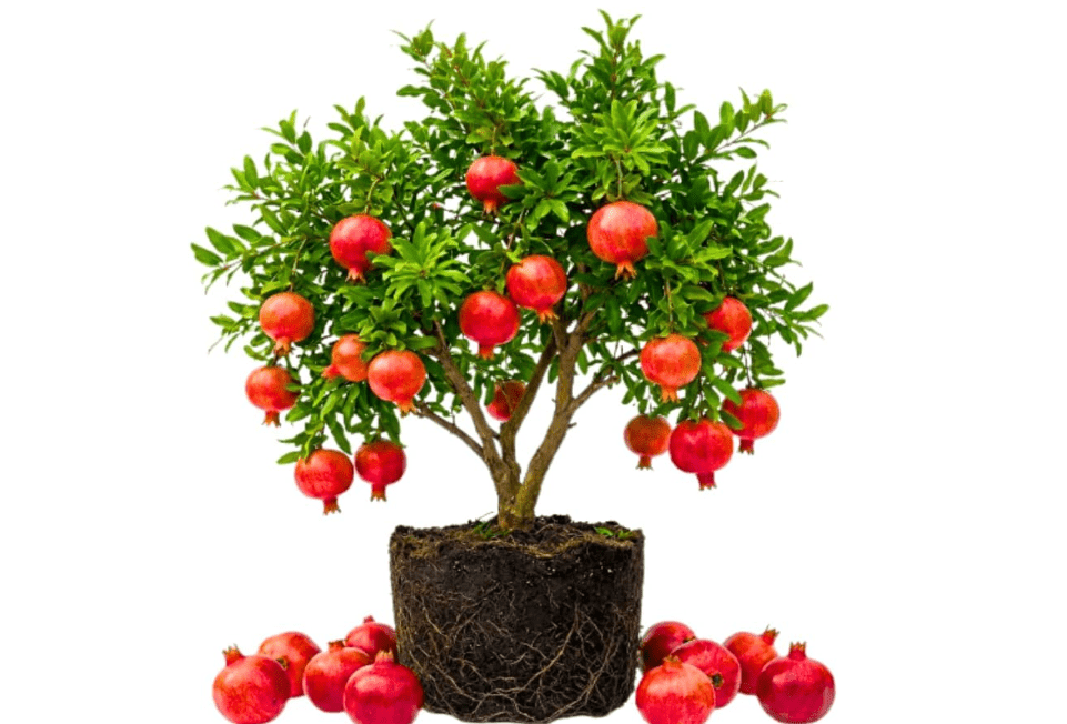 Pomegranate Tree, 5-7 Inch Tall, Well Rooted Edible Fruit Plant | Self Fruitful, Matures 8-15 Feet, Moderate Watering, Full Sun, Well-Drained Soil, USDA