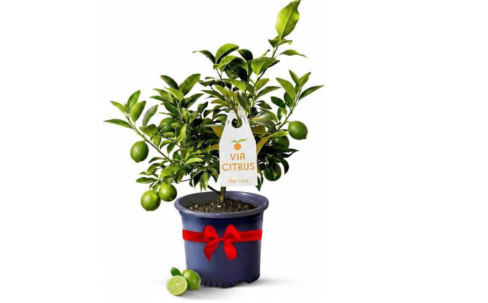 Key Lime Tree Live Plant 13-22" Tall, 1 Gallon Pot by Via Citrus | Florida Grown Indoor Lime Tree Outdoor Citrus Fruit Tree Compact Size Home Garden