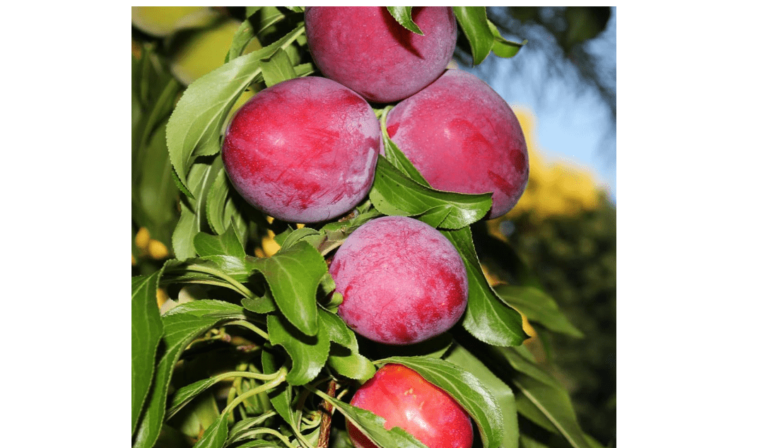 Votaniki Santa Rosa Plum 3-4 ft Tree Ready to Plant — Fast Growing & High Yield Sweet Fruit Tree | Ideal for Home Gardens