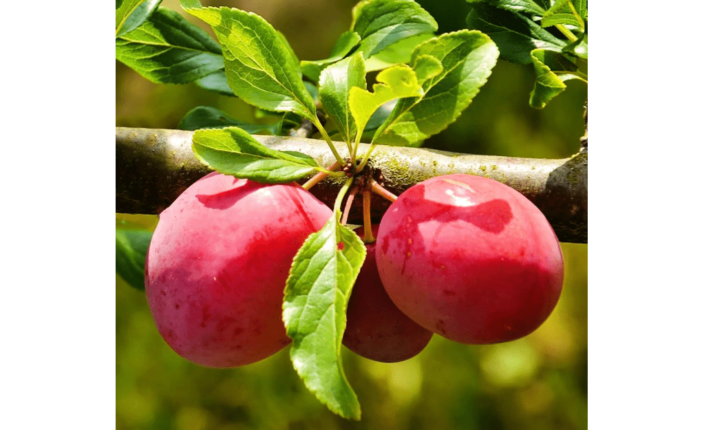 Methley Plum Tree, Sweet, Juicy Plum with Excellent Flavor and Early Ripening, 2-3 ft Tree Height, 5 gal. Grower Pot (Due to Agricultural Laws, we Cannot