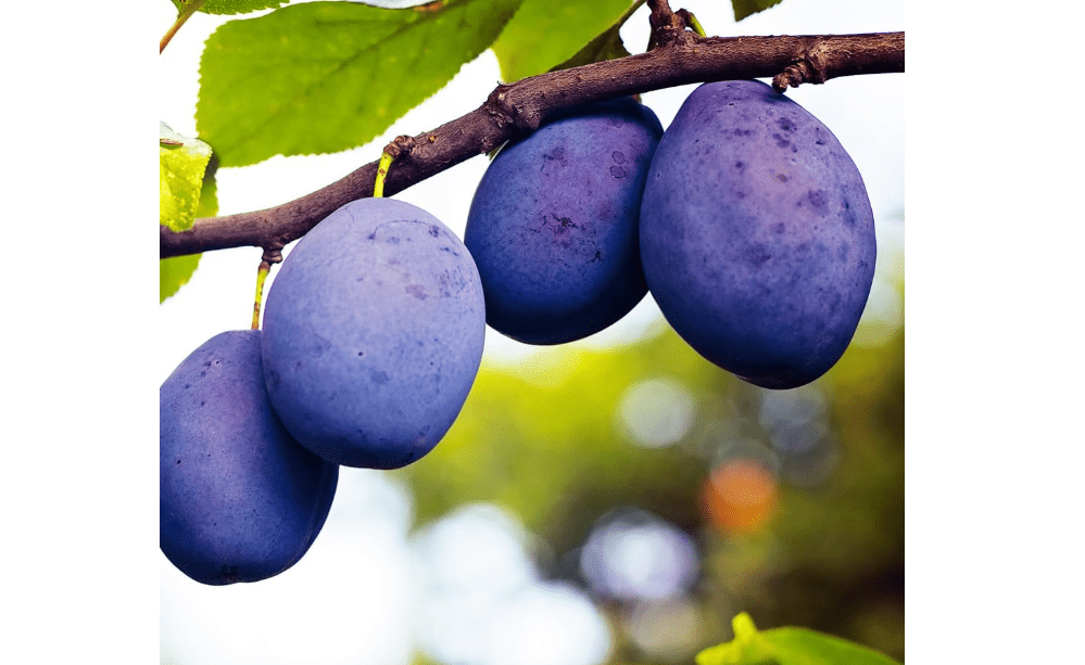 Damson Plum Tree, Traditional European Plum with Tart, Rich Flavor Ideal for Preserves, 3-4 ft Tree Height, 7 gal. Grower Pot