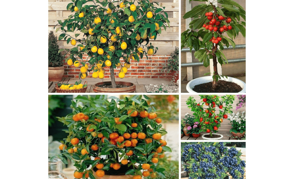 Mix Dwarf Bonsai Fruit Tree Seeds for Planting, 40+ Lemon Tree Seeds 40+ Cherry Tree 40+ Orange 40+ Apple 20+ Blueberry, Organic Fruit Seeds,