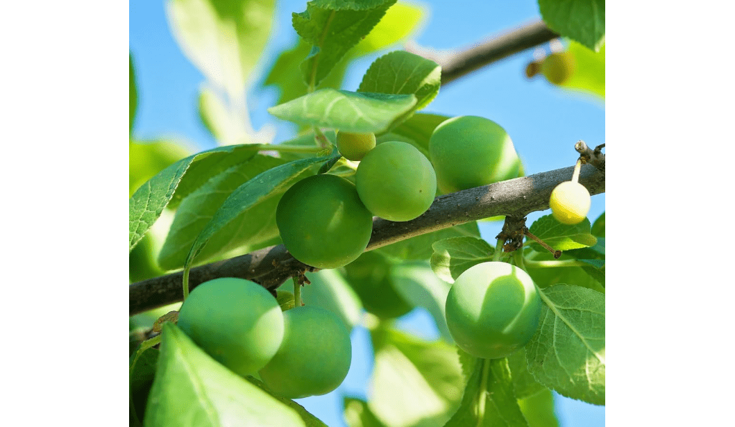 Green Gage Plum Tree, Sweet, Flavorful Plum with Green Skin and Mild, Honey-Like Flesh, 3-4 ft Tree Height, 7 gal. Grower Pot