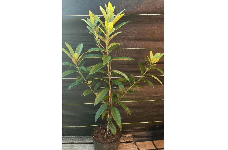 Big Loquat (Eriobotrya Japonica) Nispero Japones Live Tree(Japanese Plum) Plant