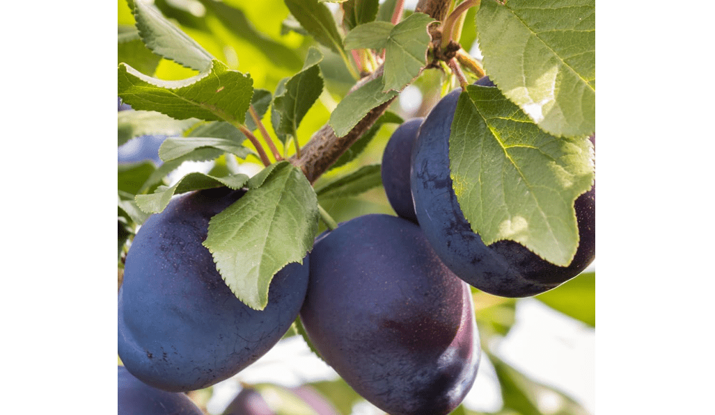 Stanley Plum Tree, Classic, Sweet-Tart European Plum with Rich Flavor and Ideal for Preserving, 2-3 ft Tree Height, 5 gal. Grower Pot (Due to Agricultural