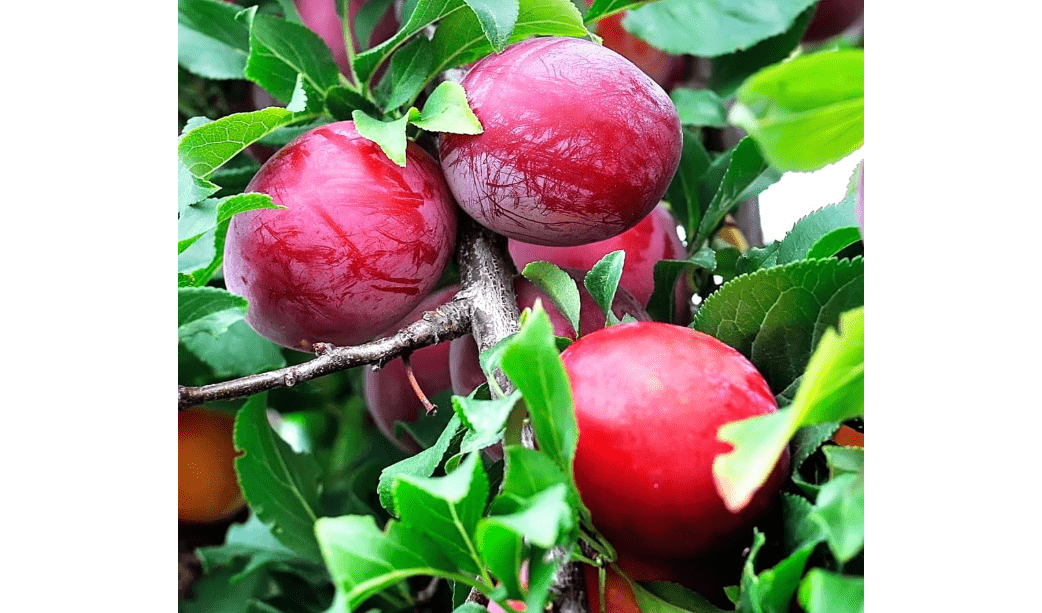 Burbank Plum Tree, Tangy, Flavorful Plum with Firm Texture Ideal for Fresh Eating, 2-3 ft Tree Height, 5 gal. Grower Pot (Due to Agricultural