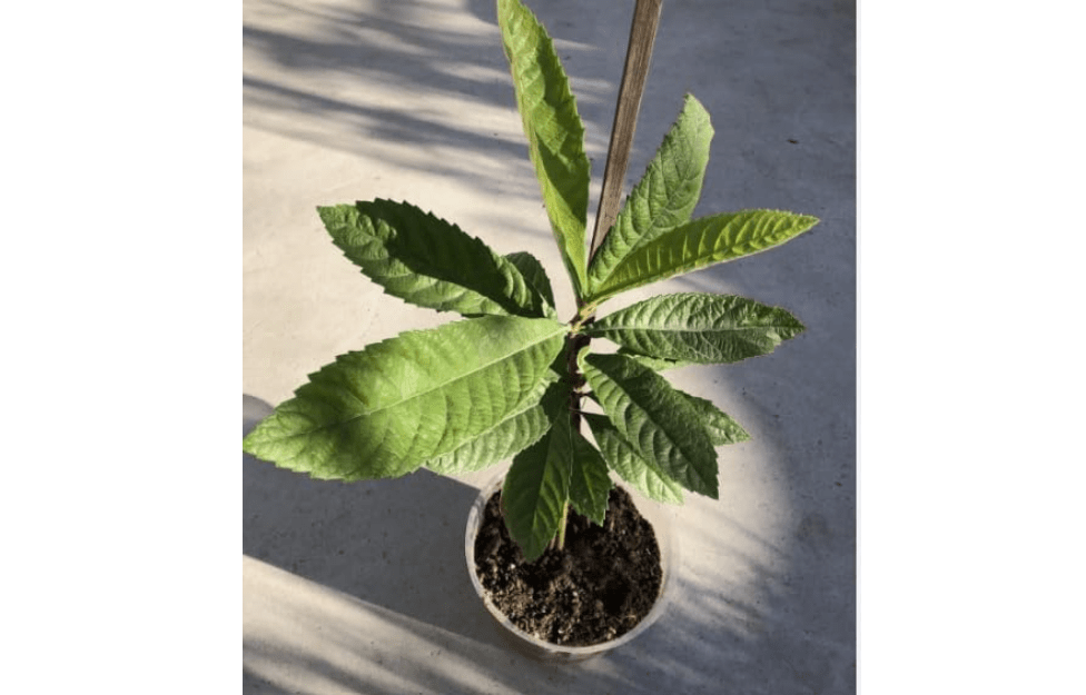 Loquat Starter Plant, Japanese Plump Plant Seedling in Planter