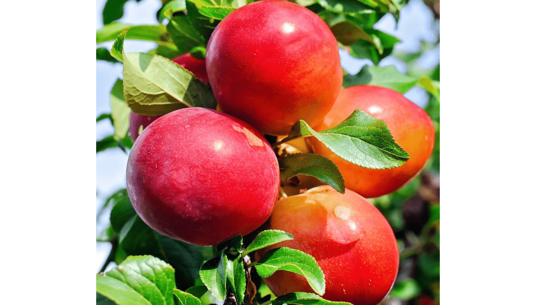 Bruce Plum Tree, Southern Delight, Classic, Sweet-Tart Plum with Rich Flavor and Firm Texture, 2-3 ft Tree Height, 5 gal. Grower Pot (Due to Agricultural.