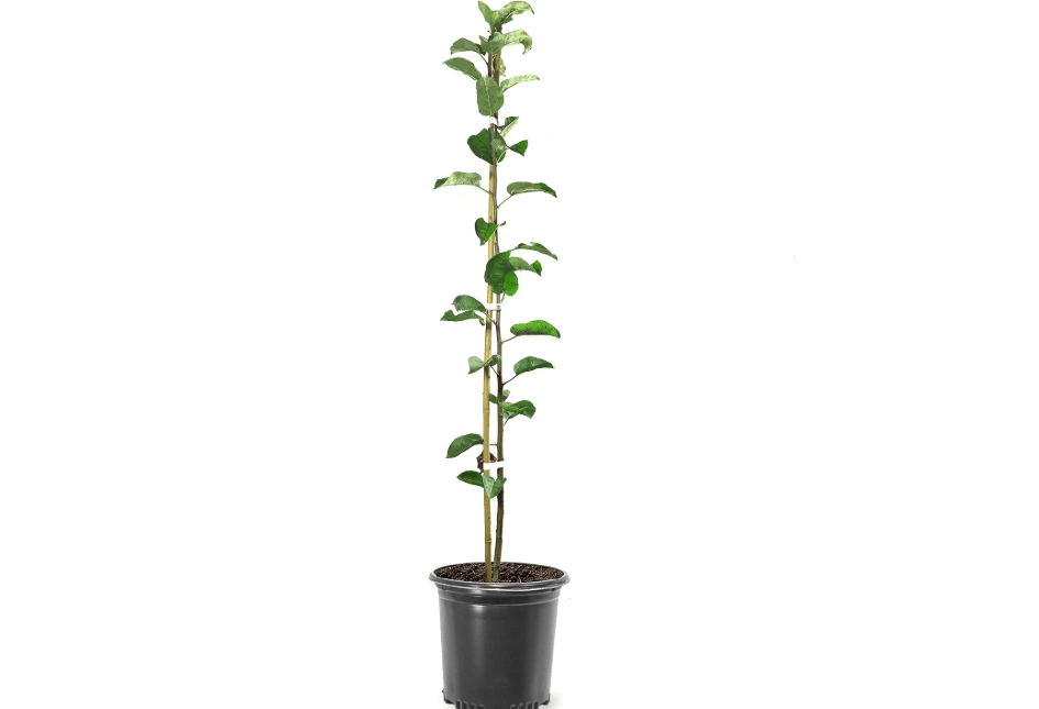 
Honey Crisp Live Apple Tree, Red-Yellow Color, Sweet Tart Flavor, 1 gal Nursery Pot 2-3 ft. Tree Height (Due to Agricultural Laws,