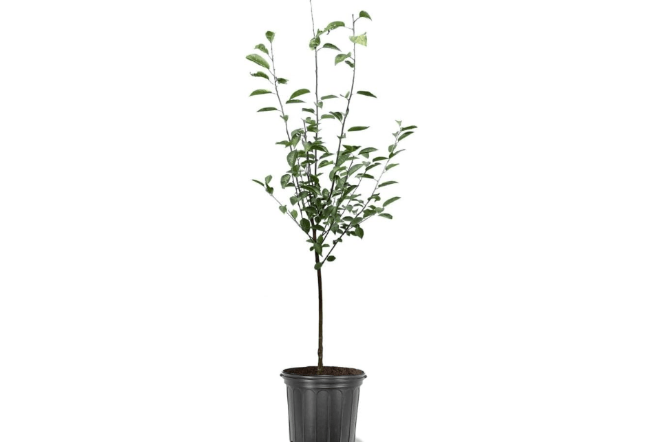 Montmorency Fruiting Cherry Tree, Tart Fruit, Vibrant Foliage, Self Fruitful, 5 gal Nursery Pot, 3-4 ft. Tall (Due to Agricultural Laws, we Cannot Ship