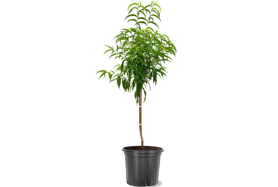 Red Haven Peach Tree, Freestone, Heavy-Bearing, Self-Pollinating, Deciduous, 5 gal Nursery Pot (Due to Agricultural Laws, we Cannot Ship
