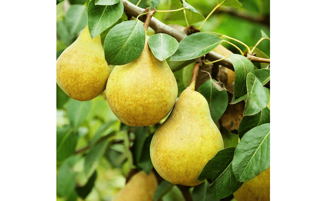 Generic Bartlett Pear Tree, Classic, Sweet, Juicy Fruit for Every Garden, 7 gal. Nursery Pot, 4-5 ft Tall (Due to Agricultural Laws, we Cannot Ship