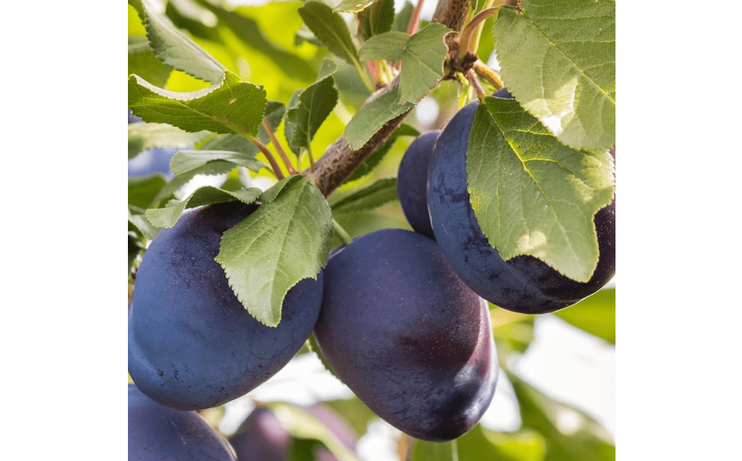 
Stanley Plum Tree, Classic, Sweet-Tart European Plum with Rich Flavor and Ideal for Preserving, 2-3 ft Tree Height, 5 gal. Grower Pot (Due to Agricultural.
