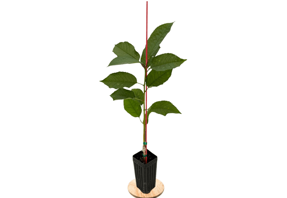 
Stella Cherry Tree - 1 Plant - Edible Grafted Fruit Tree