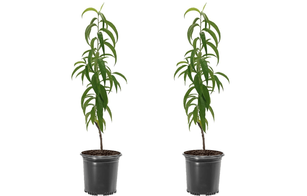 Contender Peach Tree, Cold Tolerant, Freestone Pit, Self-Pollinating, 1 gal Nursery Pot, 1-2 ft Tree Height (Due to Agricultural Laws, we Cannot Ship