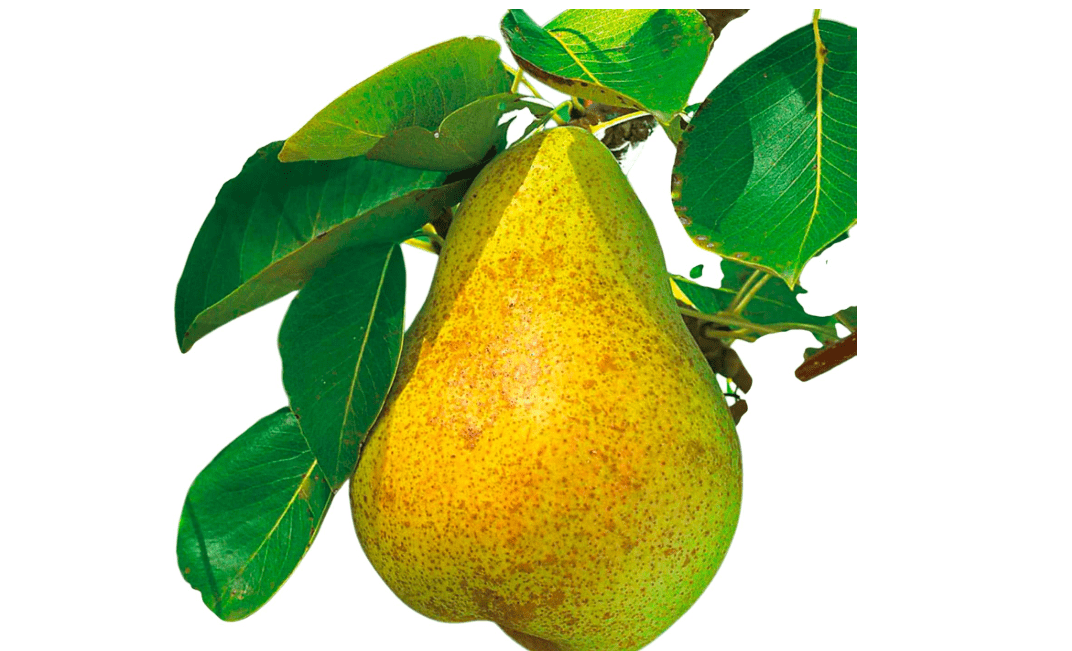 Kieffer Pear Tree Live Fruit Tree – European-Asian Hybrid Pear for Outdoor Garden & Home Orchard(5 Gallon