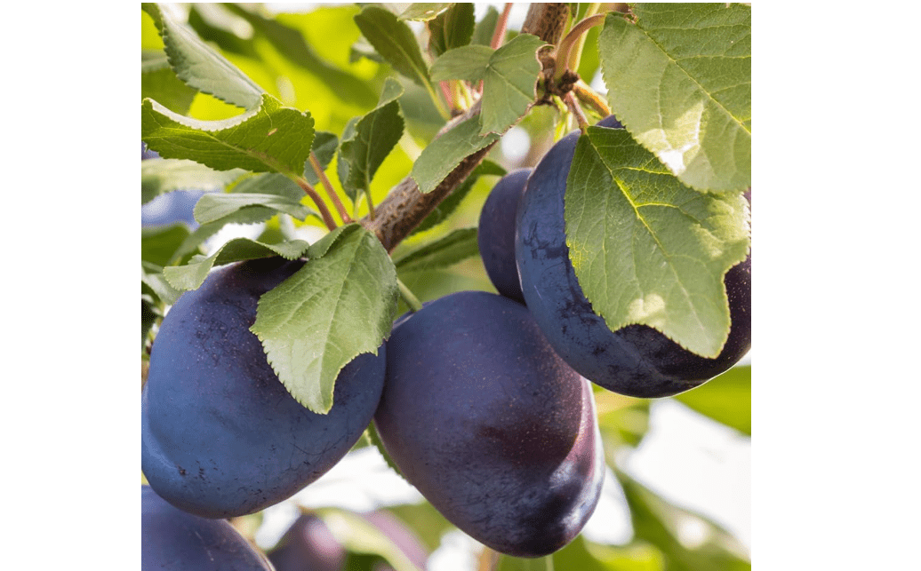 Stanley Plum Tree, Classic, Sweet-Tart European Plum with Rich Flavor and Ideal for Preserving, 2-3 ft Tree Height, 5 gal. Grower Pot (Due to Agricultural
