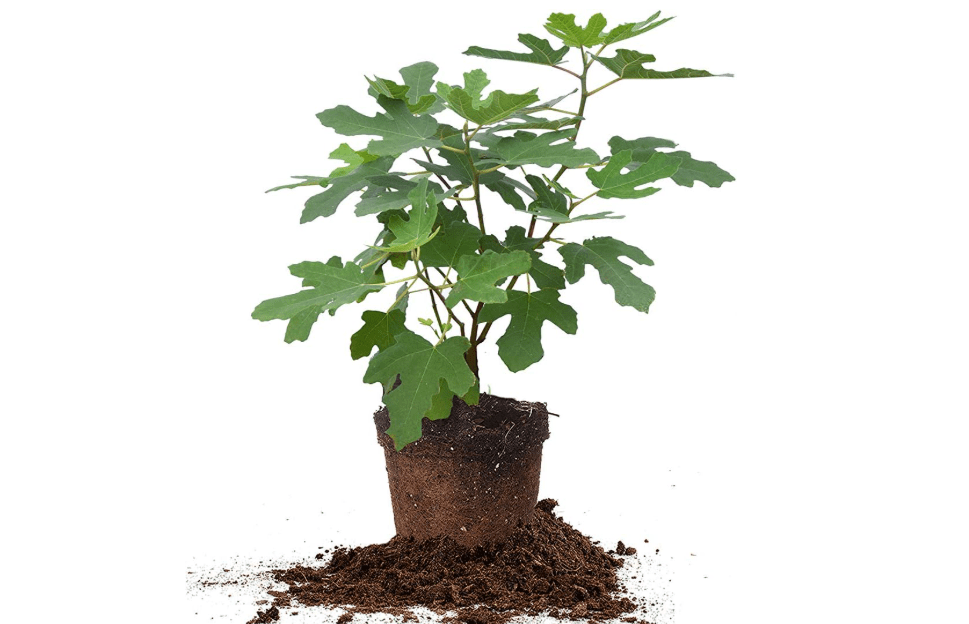 Perfect Plants Chicago Hardy Fig Tree, 1 Gallon, Live Plant | Survives below-freezing winters, self-pollinating with sweet purple fruit yearly, zones