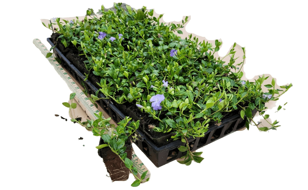 Myrtle Vinca/Periwinkle Hardy Groundcover
