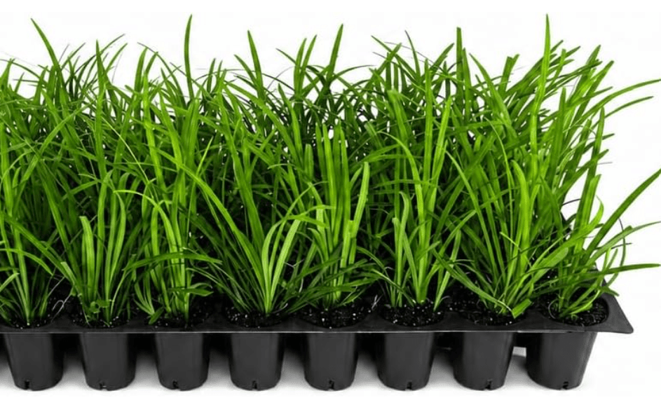 Liriope Big Blue | 60 Live Plants | Liriope muscari | Lavender Blue Flowers | Evergreen Ground Cover for Shade | Landscape Borders for Walkways