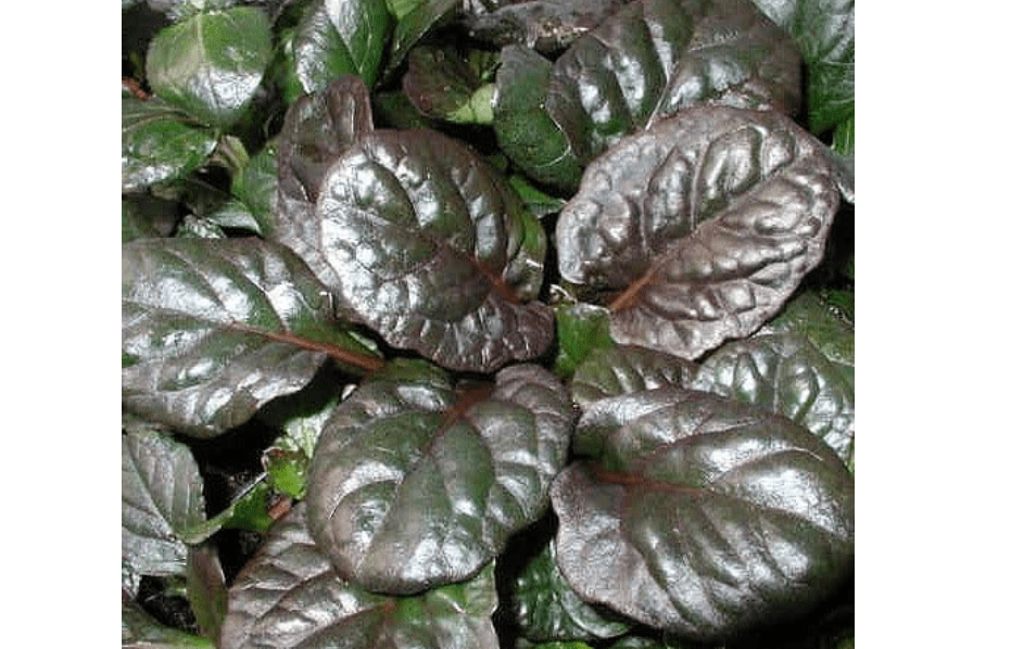 Caitlin's Giant Ajuga - Carpet Bugle - Huge Leaves - 1 3/4" Pots