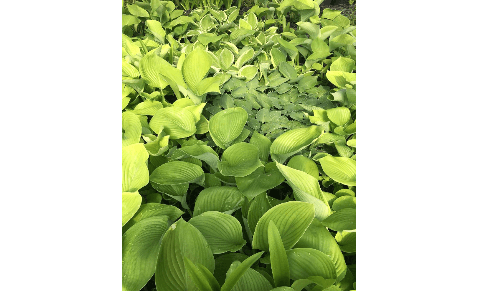 6 Pack Mixed Hosta Bare Root Variety Pack – 1000's Sold – Shade Loving Perennials with Lush Green Foliage – Easy to Grow & Ships Fresh - Low Maintenance