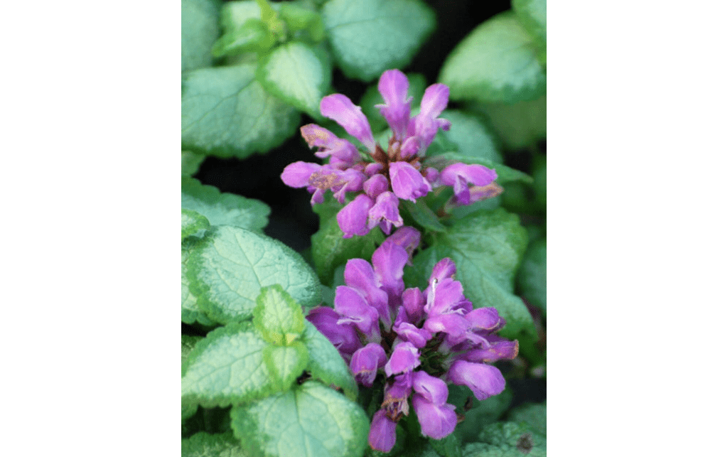 Perennial Farm Marketplace Lamium maculatum ‘Beacon Silver’ (Dead Nettle) Live Perennial, Size-#1 Container, Pink Spring to Summer Flowers