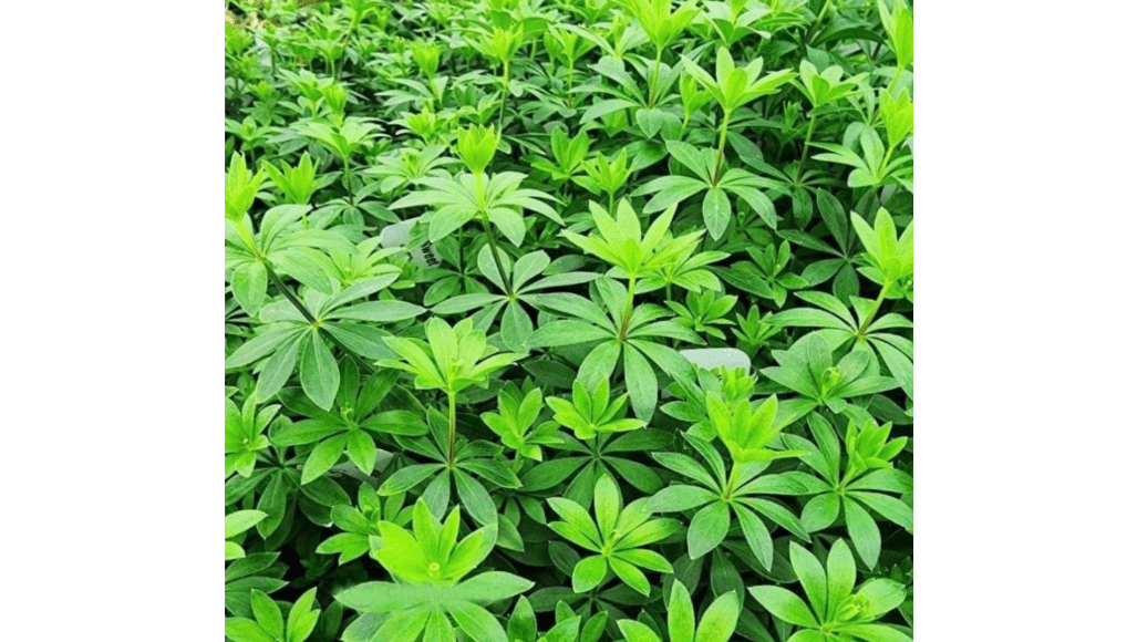 Sweet Woodruff Live Plant, Fragrant White Star Flowers, Deer Resistant Groundcover, Quart Pot