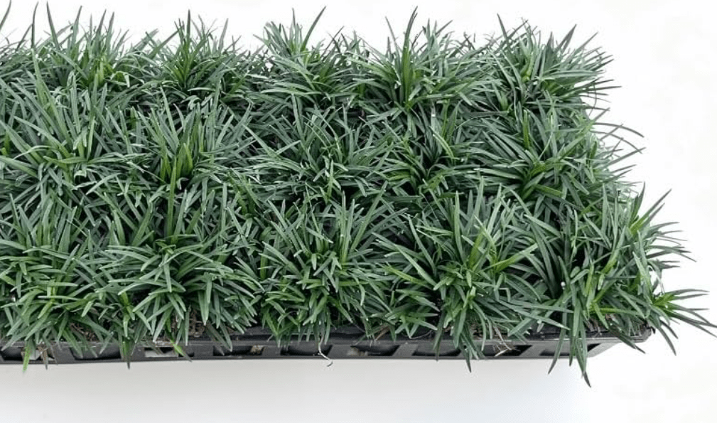 Dwarf Mondo Grass, (Ophiopogon japonicus) 'Nanus', 4-6 Inches Tall 18 Count,