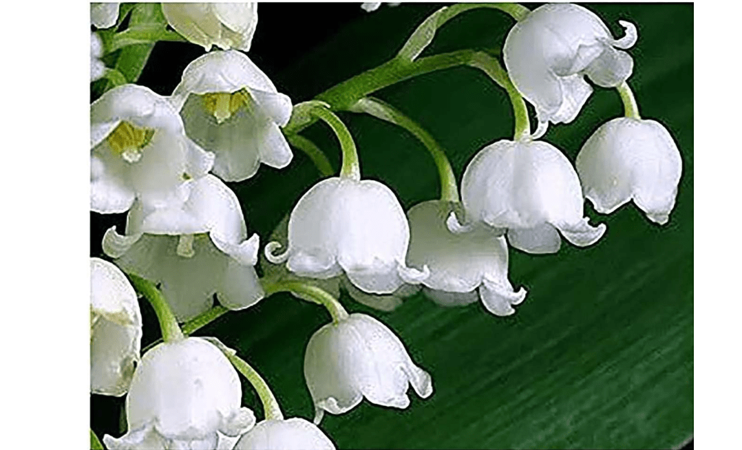 10 Very Large, Plump Lily of The Valley Plant Pips with Roots