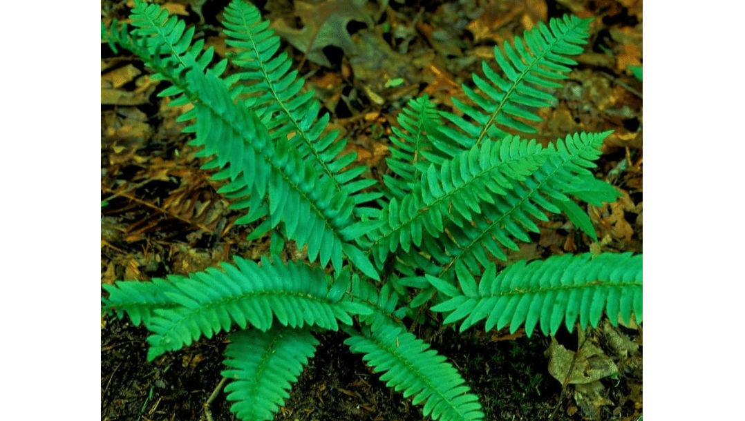 10 Christmas Fern Roots/Rhizomes - Polystichum acrostichoides